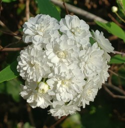 Double Reeve's Spiraea, Bridal Wreath Spiraea, Cape May Bush, Double White May, Spiraea cantoniensis 'Lanceata', S. reevesiana